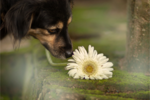 Como criar uma casa sustentável para você e seu pet