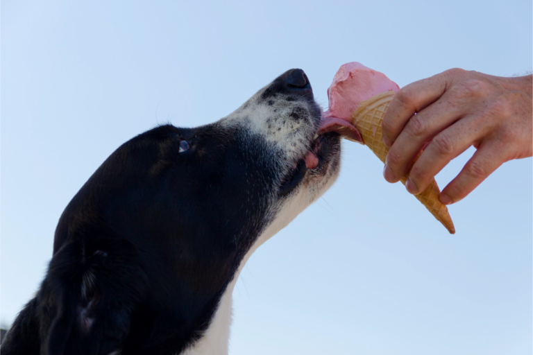 Como Fazer Sorvetes Saudáveis ​​para Pets