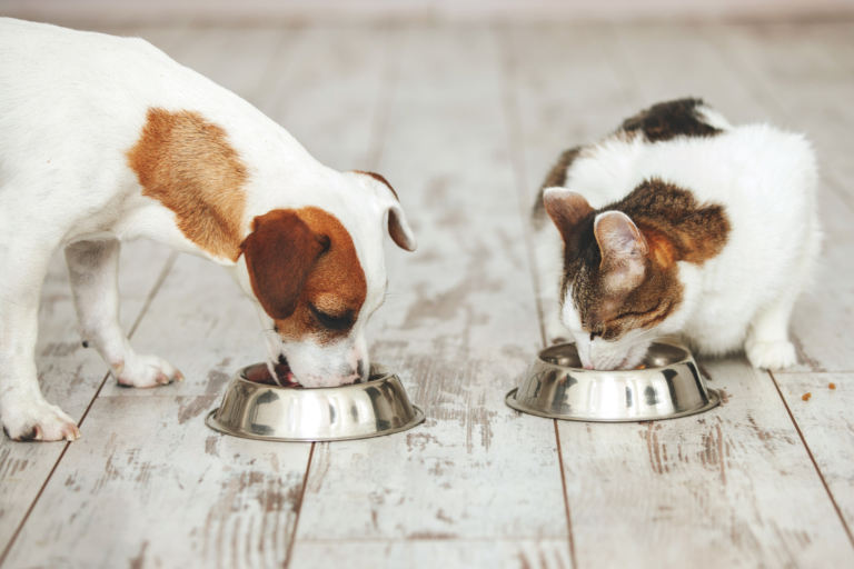 Ideias de Receitas para Pets