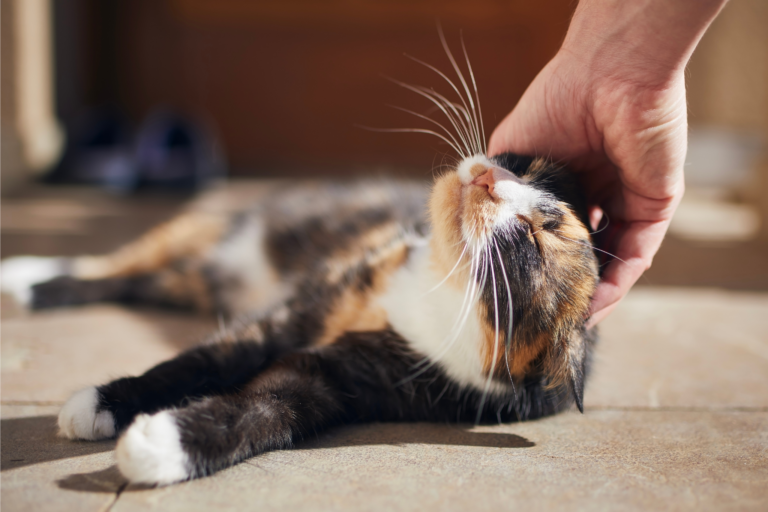 O que a psicologia diz sobre os animais