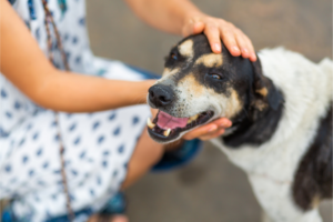 Quais são os benefícios de ter um animal de estimação