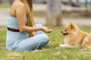 Adestramento e comportamento animal