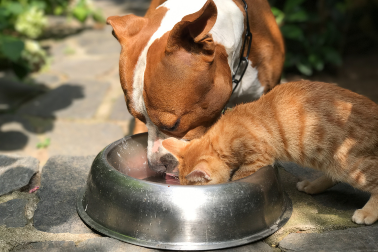 Alimentação adequada para cães e gatos