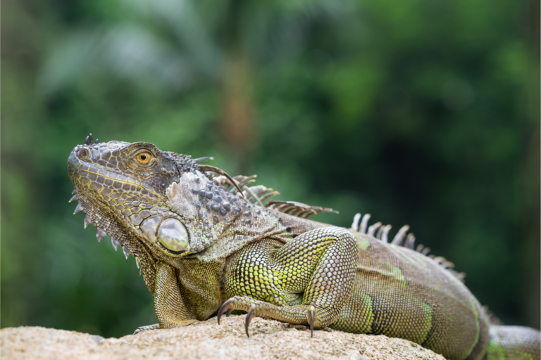 Animais Exóticos que são Permitidos por Lei