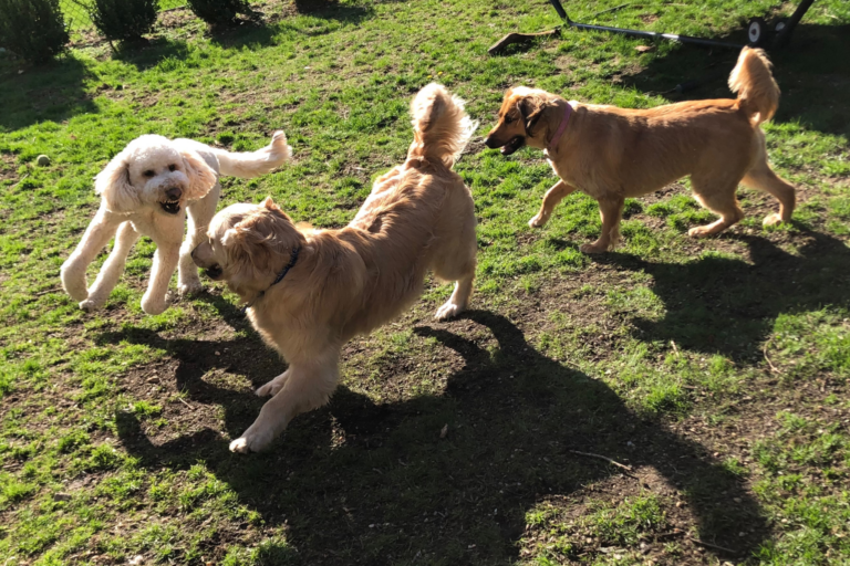 Benefícios de socialização para animais de estimação