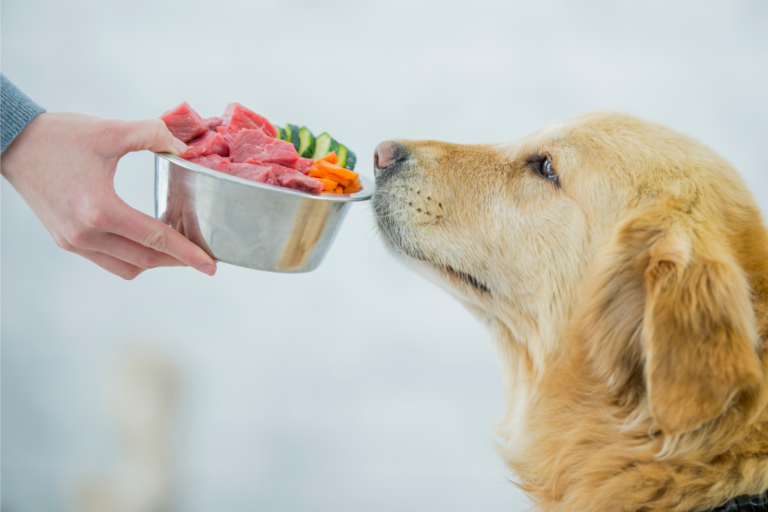 Alimentação para animais de estimação idosos