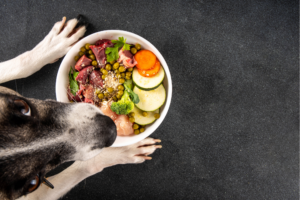 Alimentação para pets com necessidades especiais