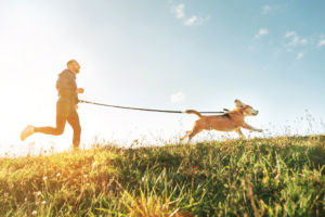 Como lidar com a obesidade em pets