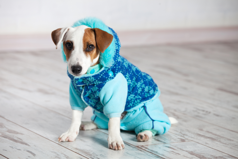 Roupas e acessórios para pets