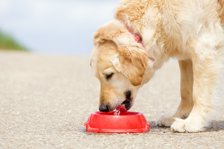 Como prevenir doenças urinárias em cachorros