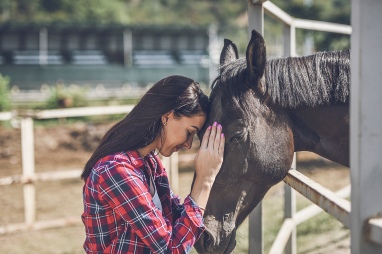 Cuidados essenciais para cavalos idosos