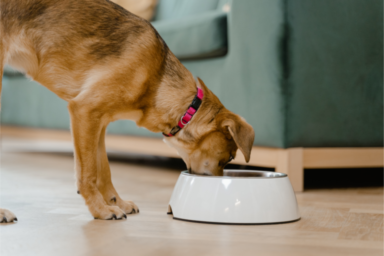 Erros comuns na nutrição caseira para pets