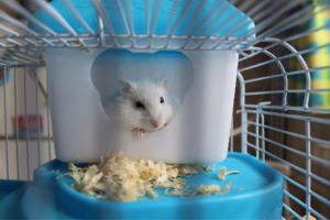 Os benefícios de ter um hamster como animal de estimação