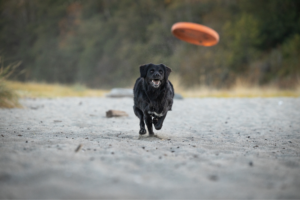 Rotina de exercícios para cães