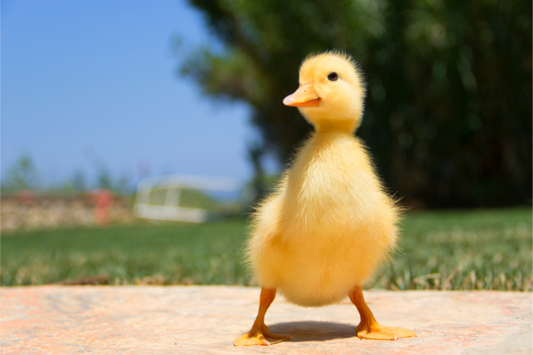 Como criar patos em casa