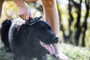 Como criar uma rotina de cuidados para seu pet