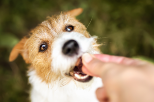 Como escolher os melhores petiscos para seu cão