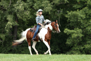 Como Manter seu Cavalo Saudável e Bem Cuidadoso