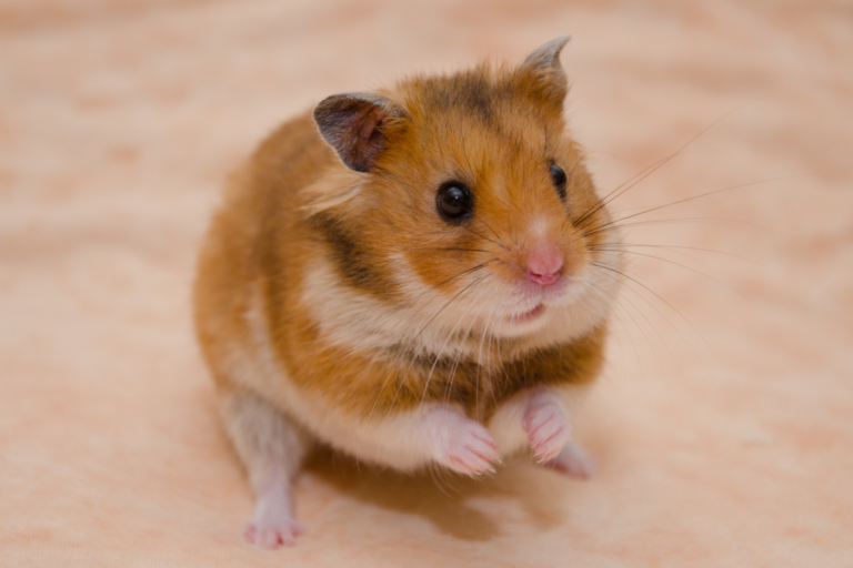 Como saber se seu hamster está doente