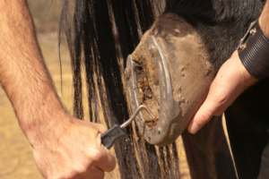 Como tirar as sujeiras das ferraduras do cavalo