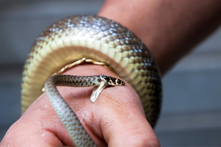 Primeiros Socorros no Caso de Mordida de Cobra