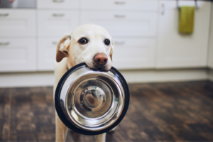 Como a alimentação afeta o emocional do seu pet