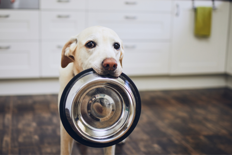 Como a alimentação afeta o emocional do seu pet