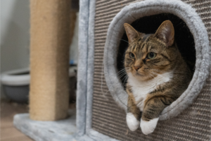 Como Adestrar Seu Gato em Espaços Pequenos