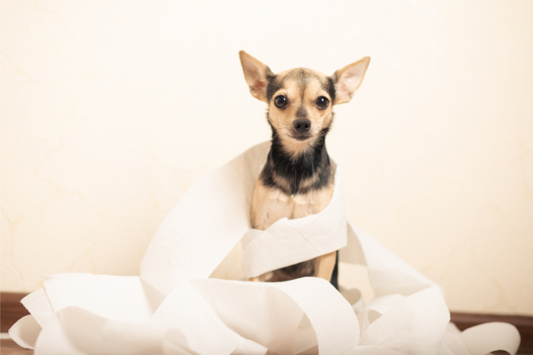 Como cuidar de animais com problemas renais
