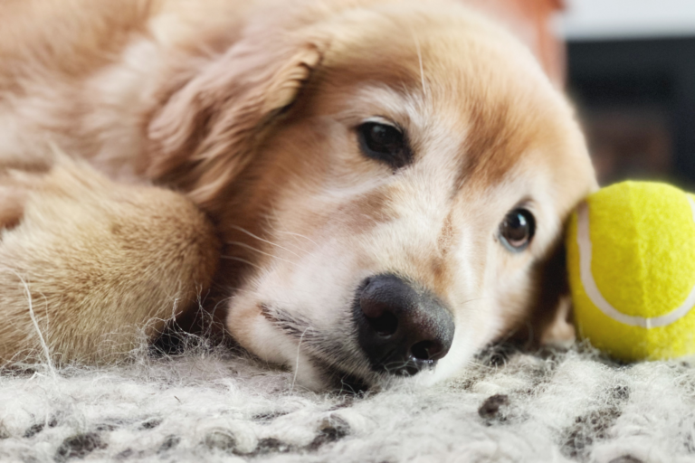 Como identificar sinais de desidratação em animais