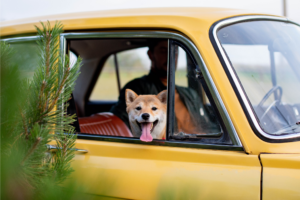Como preparar pets para viagens longas