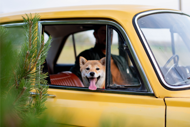 Como preparar pets para viagens longas