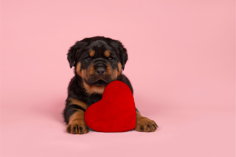 Como tratar doenças cardíacas em pets