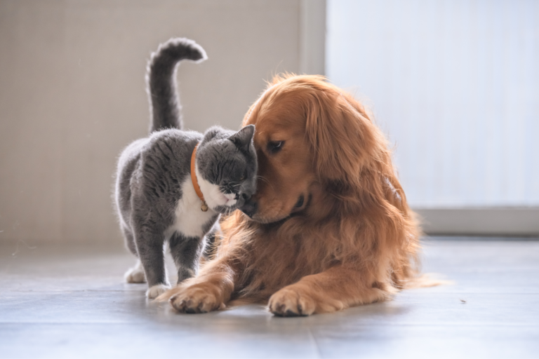 Como viajar com cães e gatos juntos