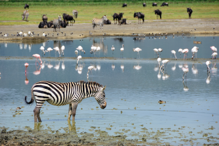 O impacto da extinção de animais na biodiversidade