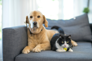 O que a psicologia diz sobre os animais?