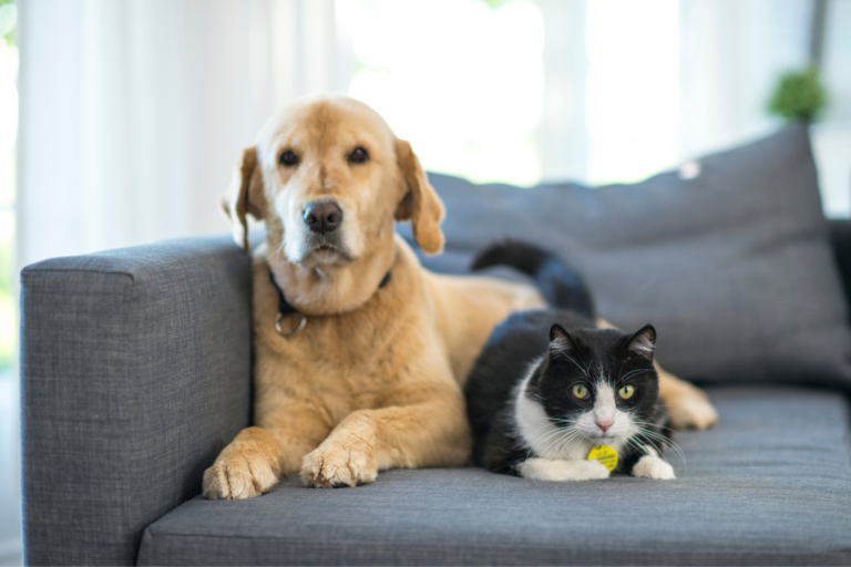 O que a psicologia diz sobre os animais?