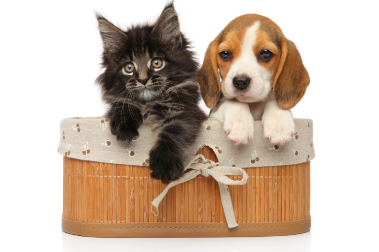 O que precisamos saber sobre os animais?