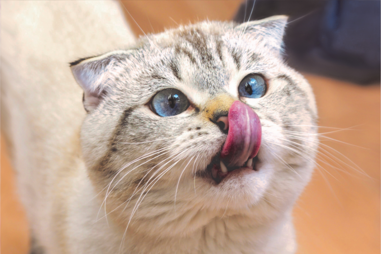 Oque saber sobre gatos