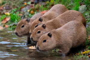 Animais brasileiros