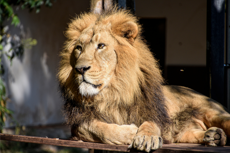 Animais onívoros, carnívoros e herbívoros