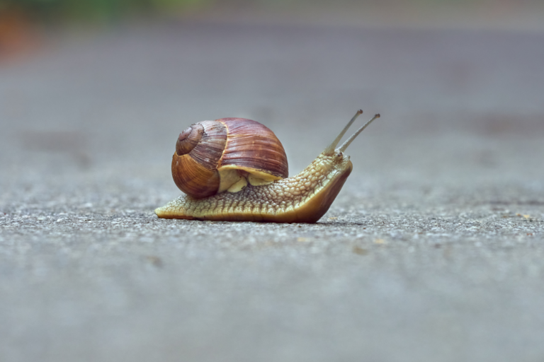 Animais vertebrados e invertebrados