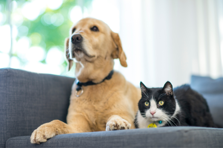 Comportamentos curiosos dos pets