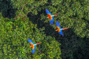 Curiosidades sobre a fauna da Amazônia