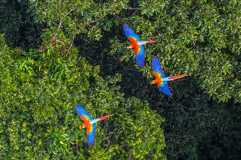 Curiosidades sobre a fauna da Amazônia