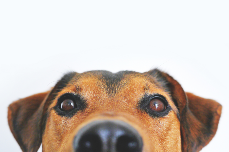 Nomes para Cães