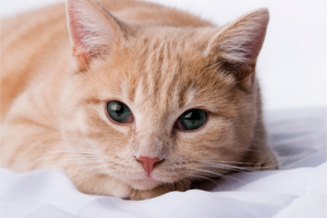 Nomes para gatos