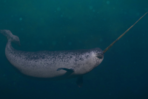10 Animais Mais Raros