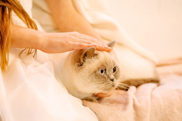 Animais domésticos mais fáceis de se cuidar