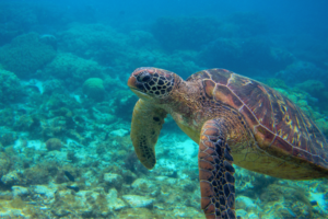 Animais em extinção